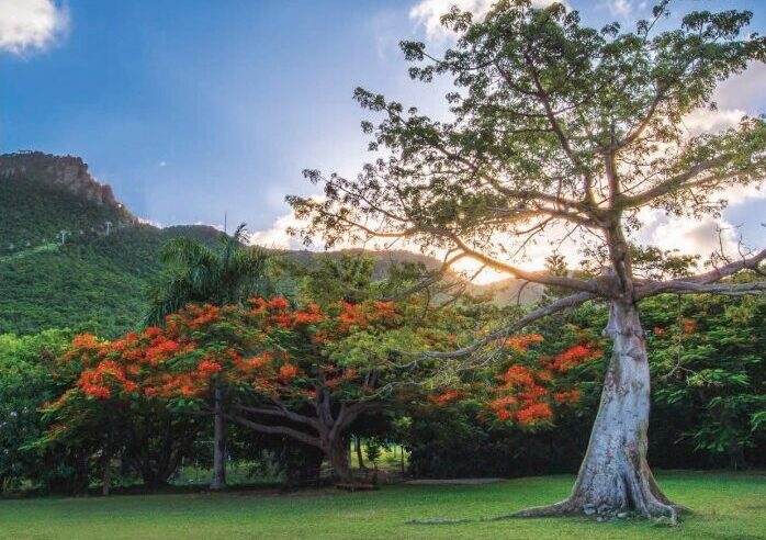 A peek of Emilio Wilson Park St Maarten, beautiful nature