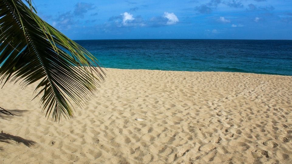 Baie Rouge palm tree and white sands in lowlands area St. Martin