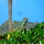 A green Iguana sitting on some plants