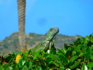 Iguana on St Maarten