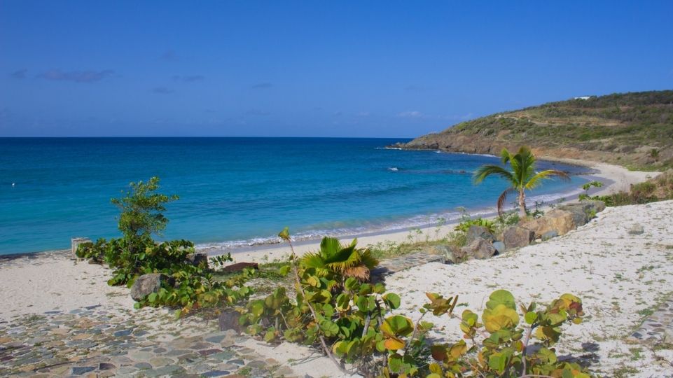 Little trees and palm tree at Indigo Bay Beach St Maarten