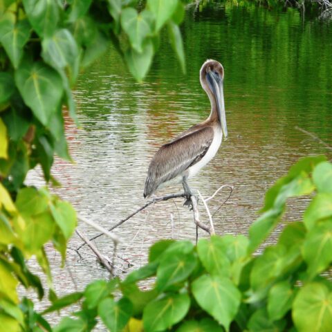 A bird in Salt Pond Philipsburg