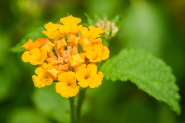 Sage Flower national flower of Dutch Side St Maarten