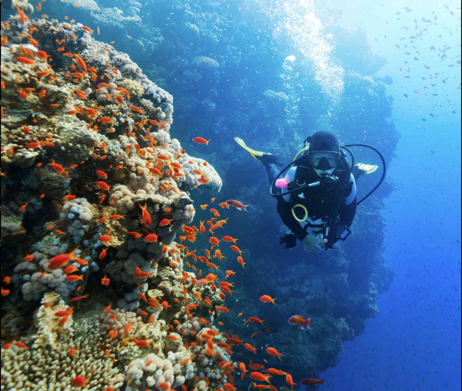 Dive St Maarten