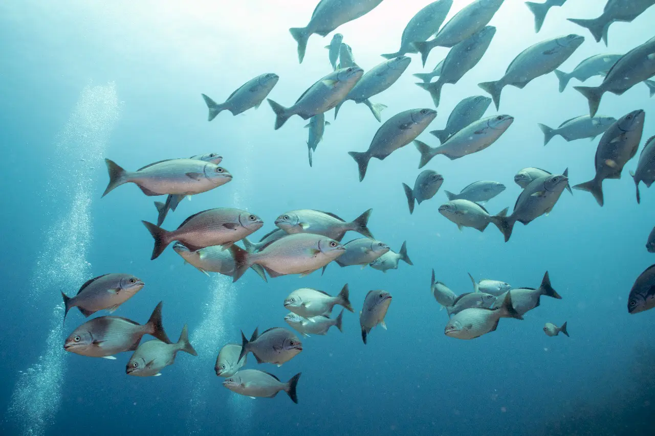 Fish identification course, Dive St Maarten, Diving on St Maarten