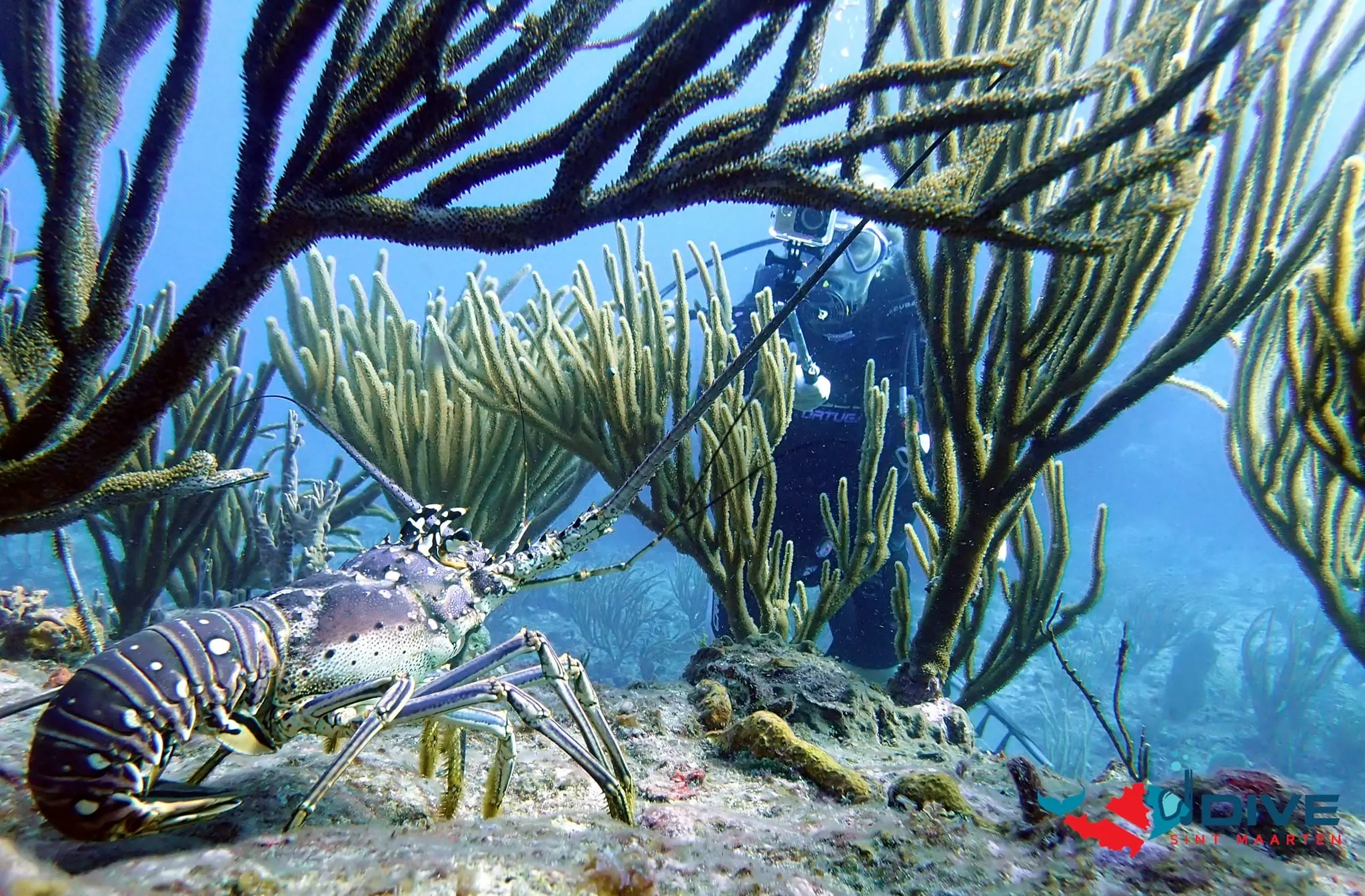 Dive St Maarten, Bobby's Marina, Diving on St Maarten